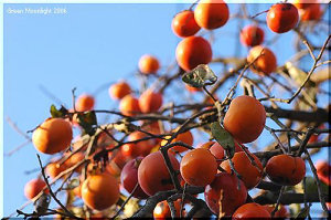 鳥たちが遠くまでタネを運ぶ　秋の恵み　カキの実