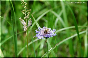 ちょっとニヒルな孤高の紫花　マツムシソウ