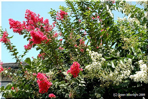 明るいサルスベリ(百日紅)の花は夏の青空に良く似合う