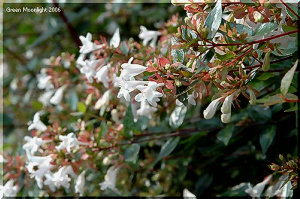 街路樹の優等生　アベリア(ハナゾノツクバネウツギ)