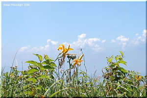 青い空に白い雲　橙の花に赤いトンボ　ニッコウキスゲ