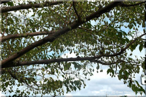 大量の白い果実から焦茶色の種子がこぼれるエゴノキ