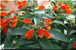 寒さが苦手で冬に出回る？ サンタ服に似たシーマニア