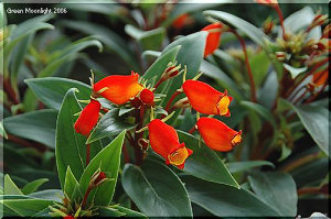 寒さが苦手で冬に出回る？ サンタ服に似たシーマニア