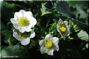 最盛期に適量を食べると美味しくいただけます　イチゴ