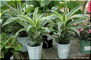 人気の高い鮮やかな観葉植物　ドラセナ ２品種