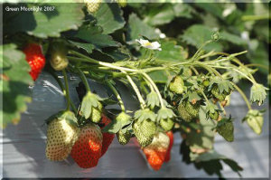 最盛期に適量を食べると美味しくいただけます　イチゴ