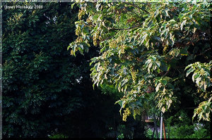 夏の風物詩　花後に素速く育つ　緑色のたわわな桐の実