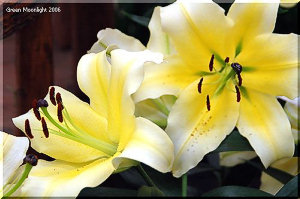 魅惑の黄色いカサブランカ 大輪「コンカドール」