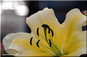 魅惑の黄色いカサブランカ 大輪「コンカドール」