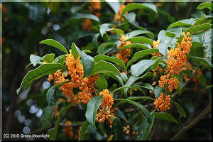 ゆっくりと季節を楽しませてくれるキンモクセイ(金木犀)