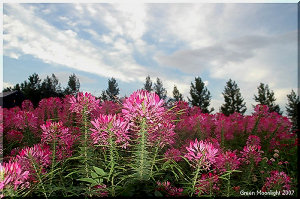 長い雄しべがチャームポイント 風に群れ舞う蝶 クレオメ