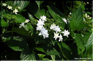 炸裂する粋な白花 額紫陽花（ガクアジサイ）「墨田の花火」