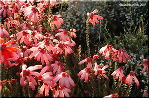 南アフリカ原産の大きいエリカと小さいエリカ