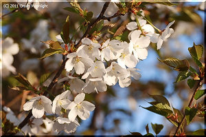 遅咲きで優しい感じがするヤマザクラ(山桜)