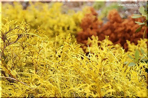 和洋どちらの庭にも調和する コニファー「ゴールドモップ」