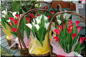 端正で大きな総苞を持つ「ナイルのユリ」　人気のカラー