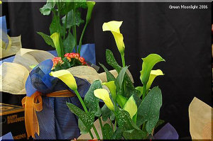 端正で大きな総苞を持つ「ナイルのユリ」　人気のカラー