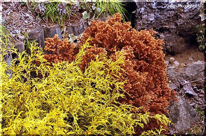 和洋どちらの庭にも調和する コニファー「ゴールドモップ」