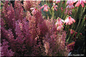 南アフリカ原産の大きいエリカと小さいエリカ