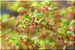楽しみ方も千差万別　カエデ類の園芸品種は百花繚乱