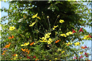 キバナコスモス、「黄花秋桜」より「夏桜」が似合うかな