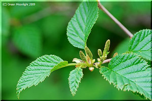 赤い花序が垂れる オオバヤシャブシ(大葉夜叉五倍子)