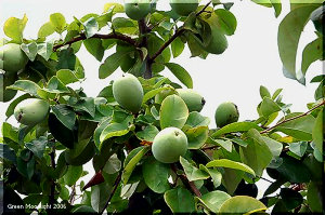 街路樹にたくさんの大きな果実　バラ科のカリン(花梨)