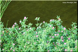 カワイイ 役に立つ帰化植物 アカツメクサ(赤詰草)