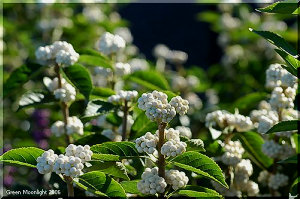 女流作家の名前を持つ コムラサキシキブ(小紫式部)