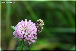 カワイイ 役に立つ帰化植物 アカツメクサ(赤詰草)