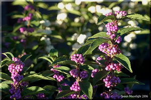 女流作家の名前を持つ コムラサキシキブ(小紫式部)