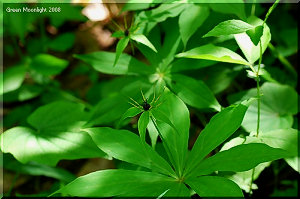 目立たない花弁　クルマバツクバネソウ(車葉衝羽根草)