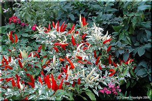 赤い烏帽子をかぶった小人の行進 トウガラシ(唐辛子)