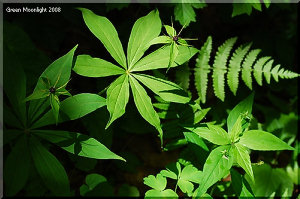 目立たない花弁　クルマバツクバネソウ(車葉衝羽根草)