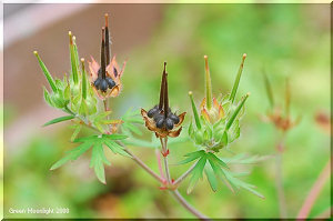 淡い紅色の小さな花を咲かせる帰化植物　アメリカフウロ