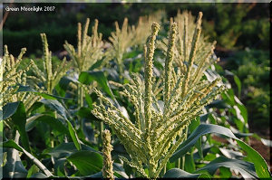 素朴な花を付けるトウモロコシの雄花　ところで雌花は？