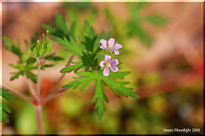 淡い紅色の小さな花を咲かせる帰化植物　アメリカフウロ