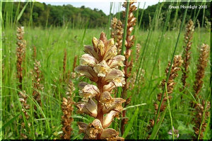 葉を退化させ、茎には花ばかりの寄生植物 ヤセウツボ(痩靫)