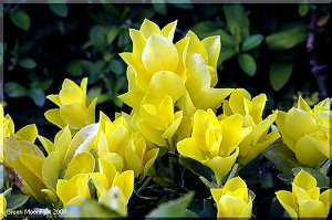 春、鮮やかな黄金色の葉が彩り賑わう　オウゴンマサキ(黄金柾)