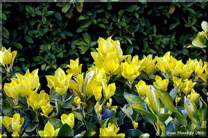 春、鮮やかな黄金色の葉が彩り賑わう　オウゴンマサキオウゴンマサキ(黄金柾)