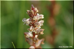 葉を退化させ、茎には花ばかりの寄生植物 ヤセウツボ(痩靫)
