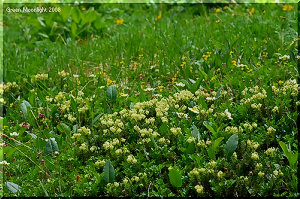 岩の上を這うように咲く 愛嬌たっぷりのアオノツガザクラ
