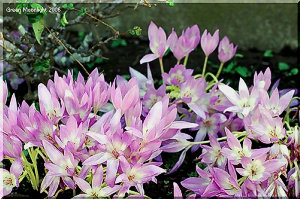 葉を出さず、いきなり、花芽を出して咲く コルチカム