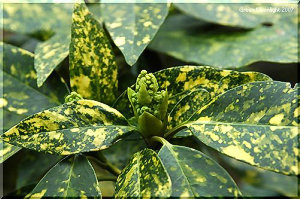 人気のある庭木　浅黄色の散り斑が入ったアオキ