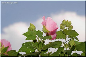 夏から秋 大胆で繊細な美しさを誇る フヨウ(芙蓉)