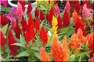 カラフル　かわいい ウモウゲイトウ(羽毛鶏頭)