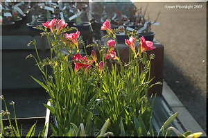 鮮やかな色が流通するようになった　フリージア