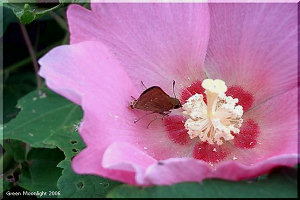 夏から秋 大胆で繊細な美しさを誇る フヨウ(芙蓉)