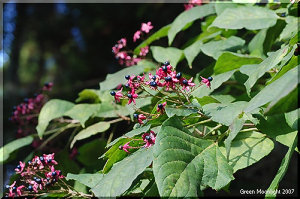 赤い羽根が成る木　秋を彩る風物詩　クサギ（臭木）の実
